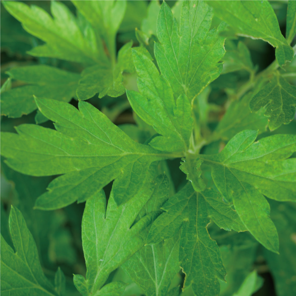 허브 케어 시트 마스크