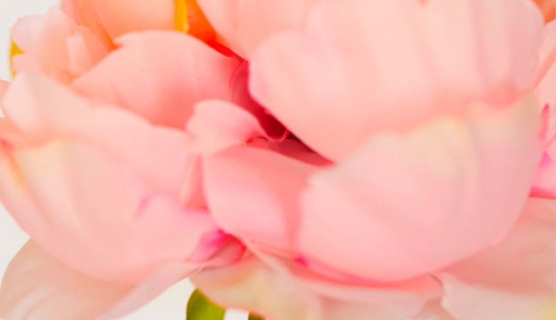 활짝 핀 작약을 떠올리게 하는 투명감 넘치는 프레시 플로럴 향 「PEONY」등장