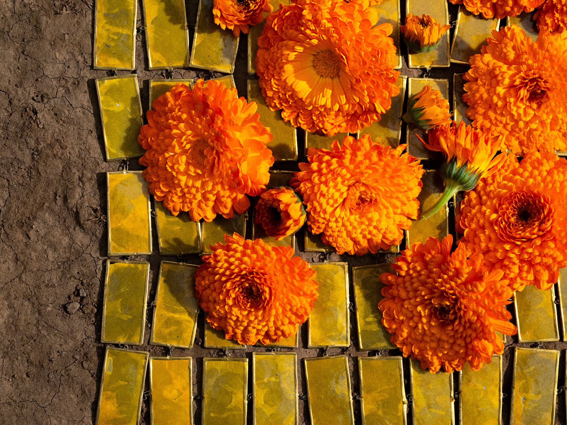 카렌듈라 CALENDULA
