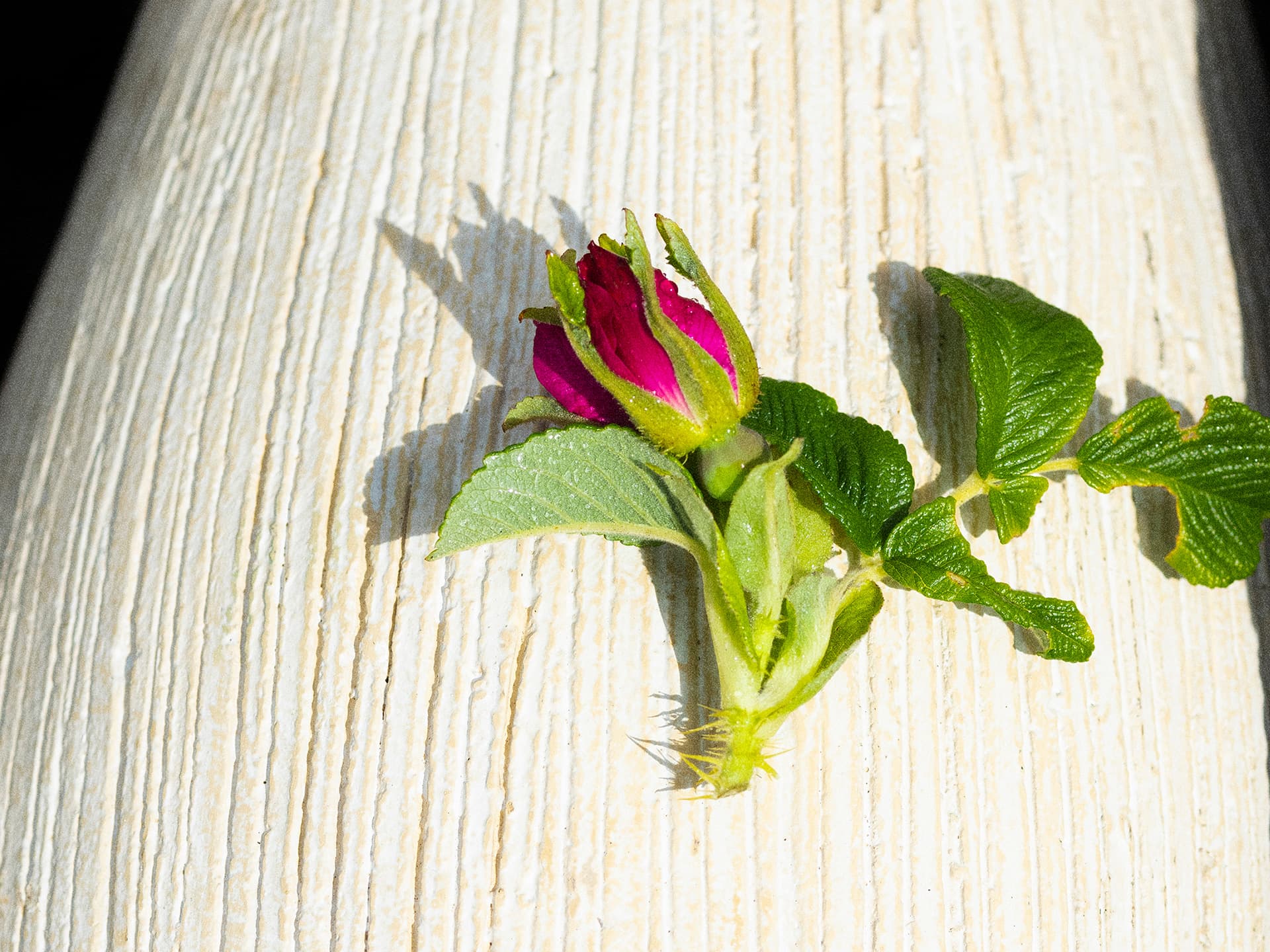 하마나스 RUGOSA ROSE